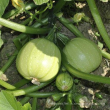 HSQ07 цюань круглый светло-зеленый гибрид F1 кабачок/цукини семена